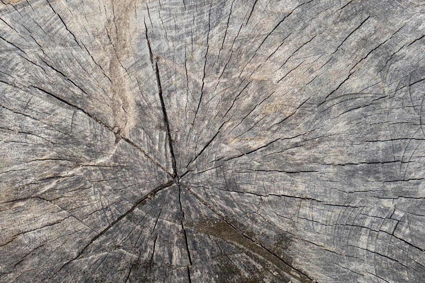 Above view of the core of the dry stump. for background and textured. photo