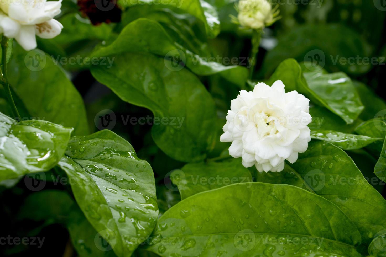 flores de jazmín blancas que florecen en el árbol. el ambiente de hojas  verdes empapadas de lluvia. flores que huelen frescas. resumen de fondo  oscuro 9276672 Foto de stock en Vecteezy