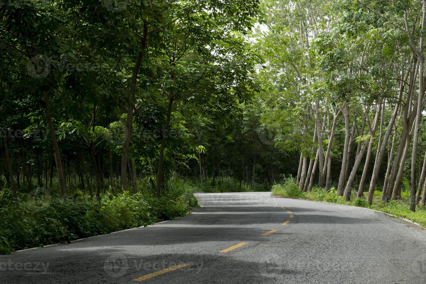 Country road in Thailand. Beside with trees rubber. Curving road path. Yellow line in the center and wihte line beside of asphalt road. photo