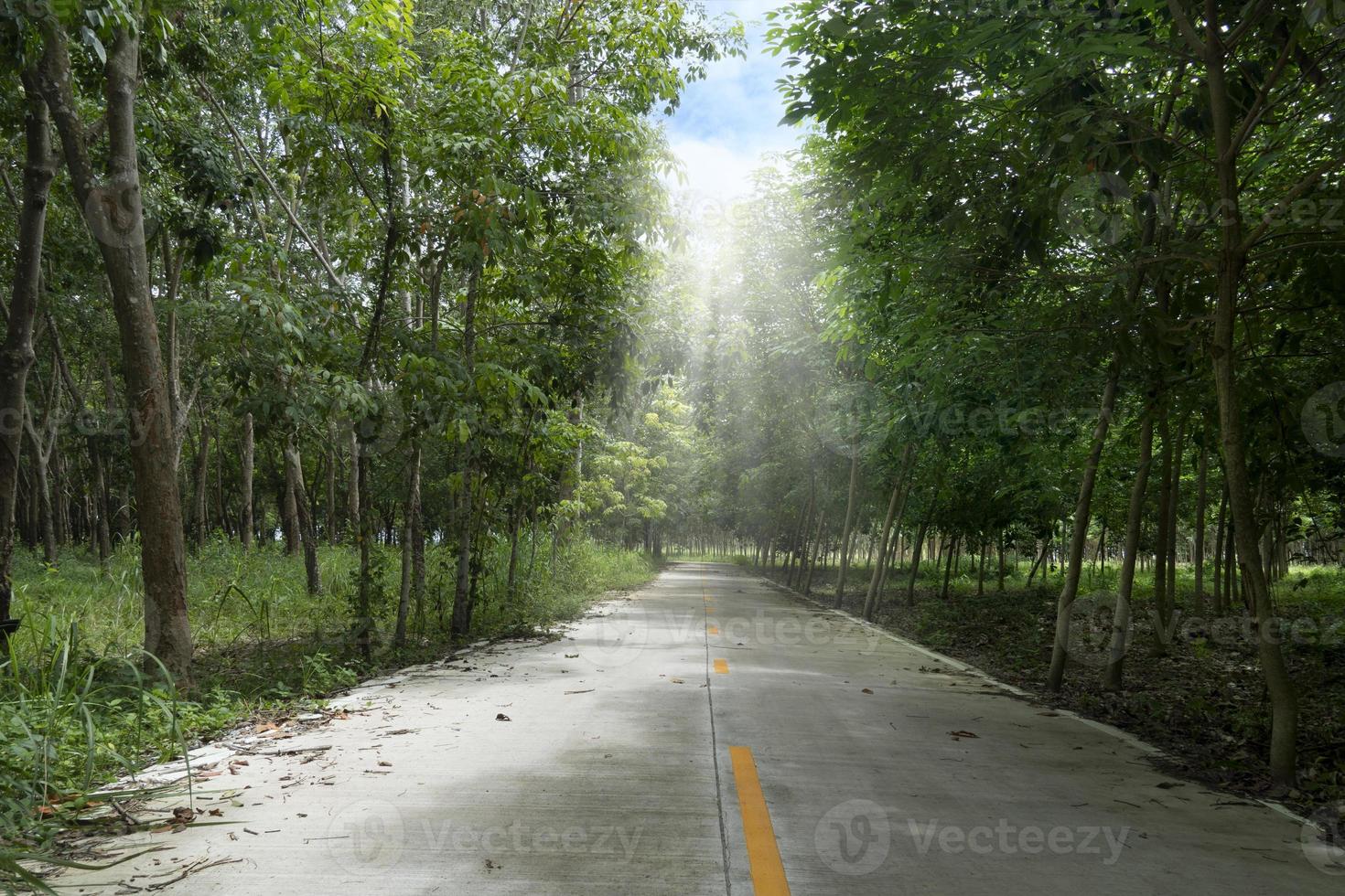 camino rural en tailandia. al lado con árboles de caucho. línea amarilla en el centro de la carretera de hormigón. con luz bajada del cielo. foto