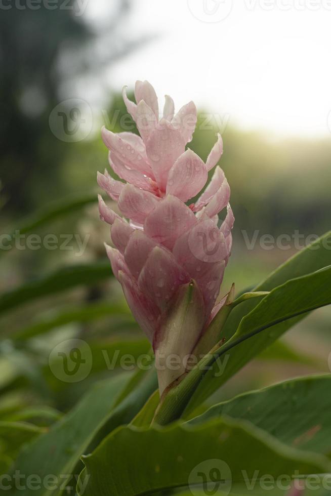 Portrait view of flower of Alpine purpurata Eileen Macdonald pink color. Flowers are petals arranged in layers. holding a beautiful bouquet on the tree. green leaf background scene. photo