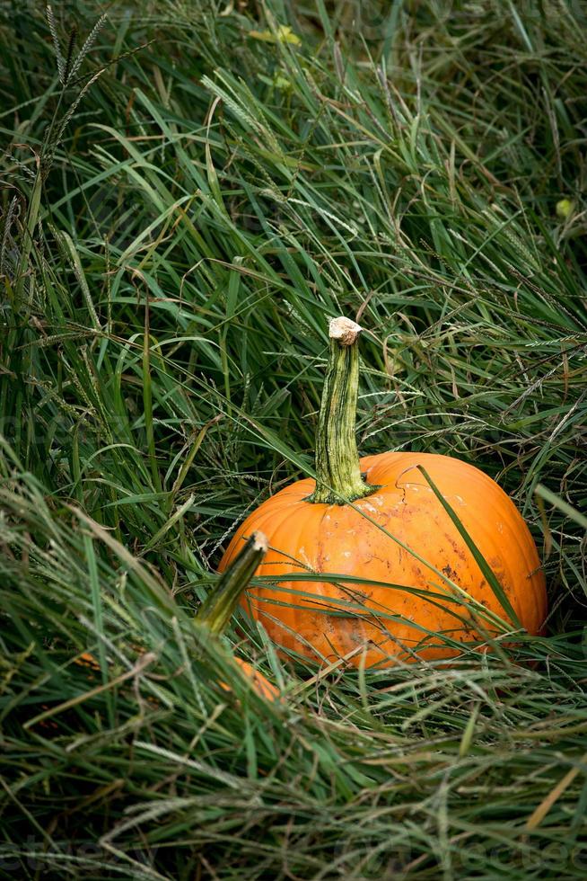 fall orange pumpkin in farm field of long grass photo