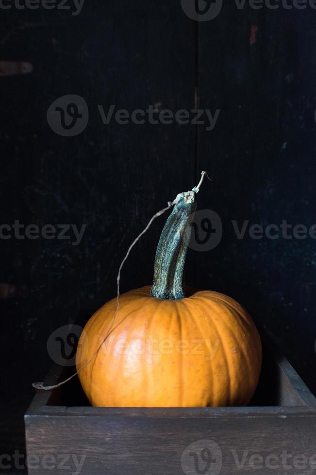 fall squash pumpkin gourds on dark background photo