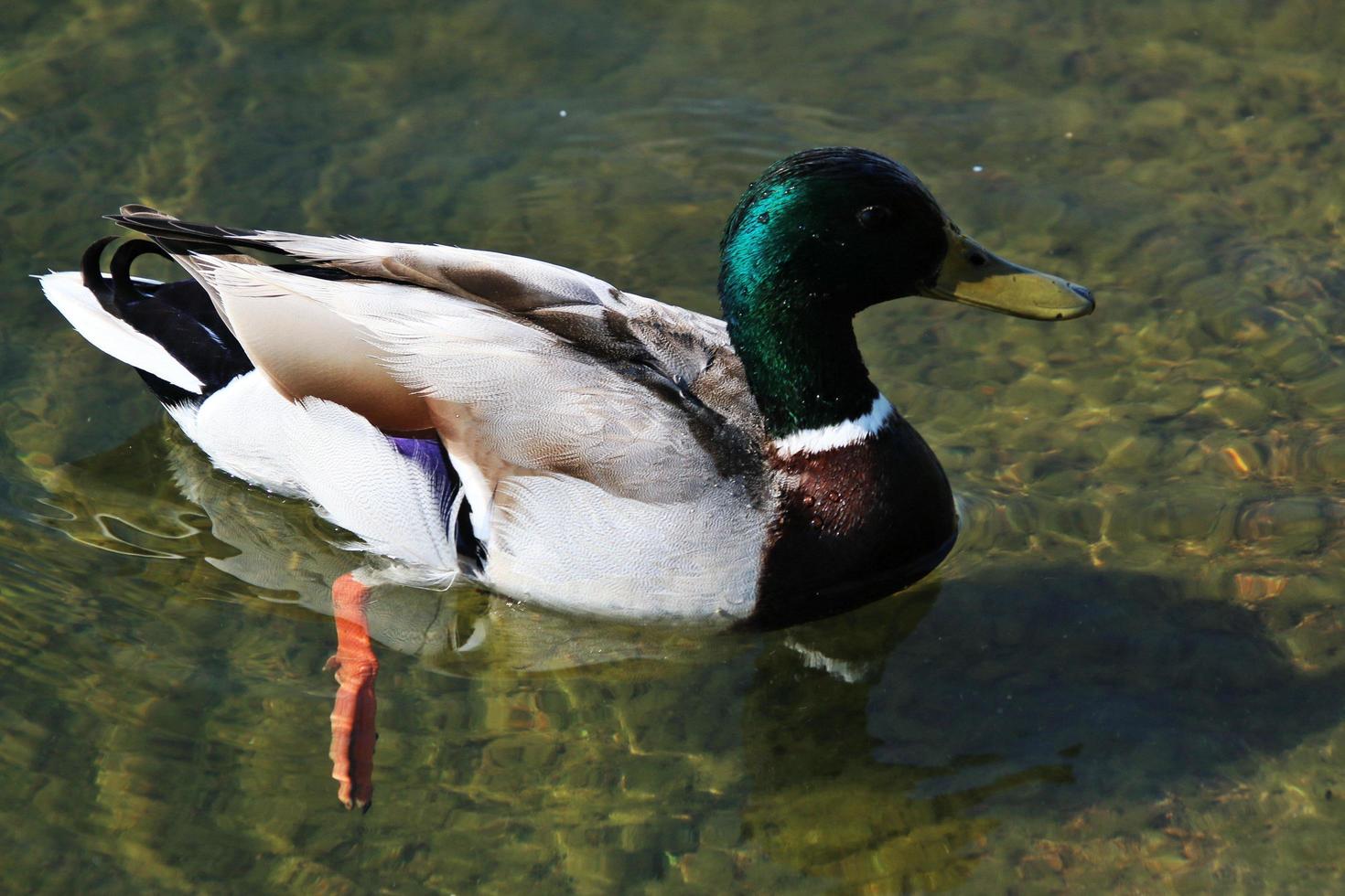 Mallard Duck Stock Photos, Images and Backgrounds for Free Download