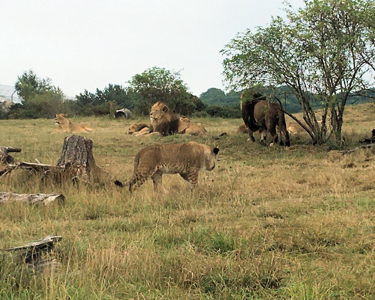 A view of an African Lion photo