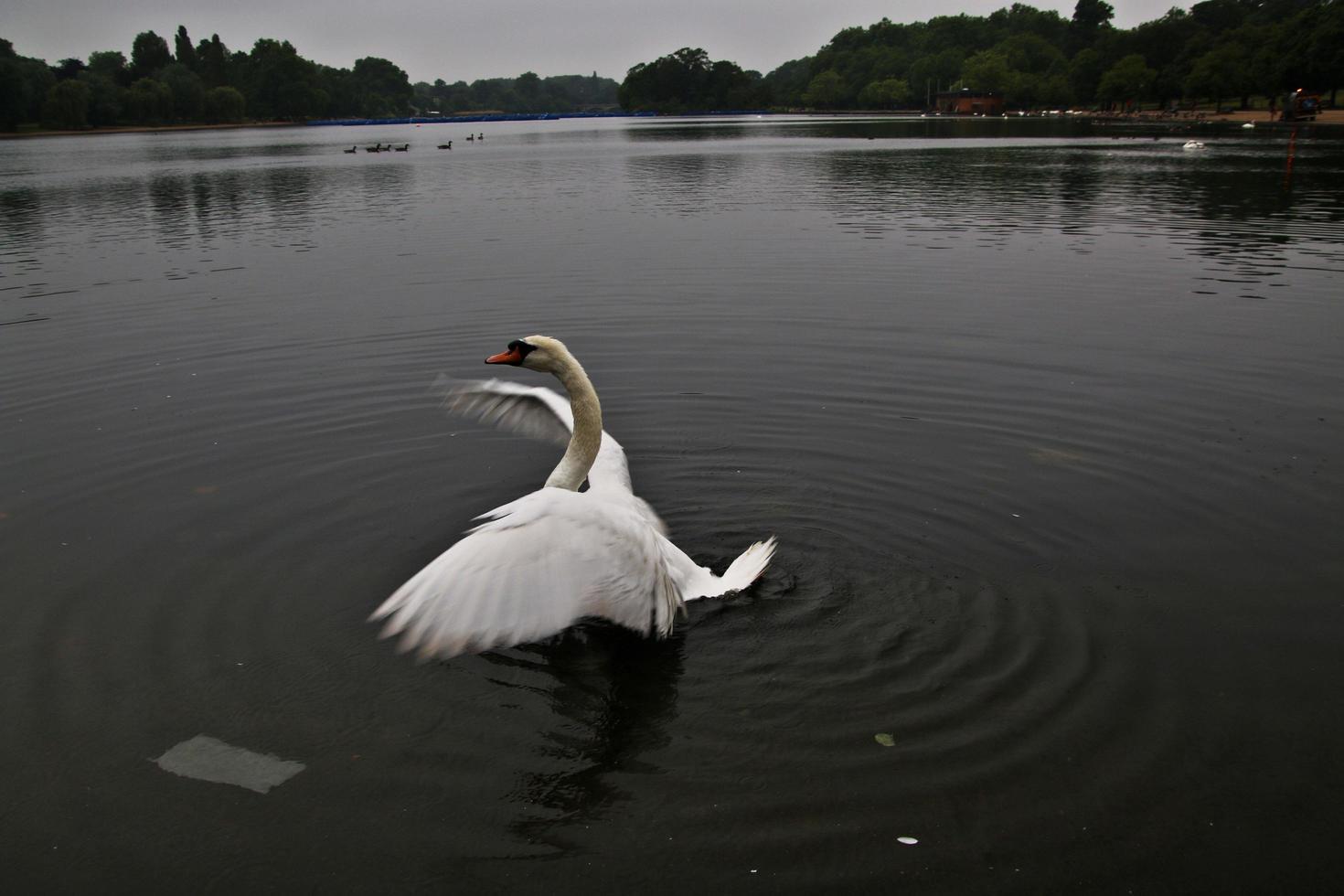 A view of a Mute Swan in London photo