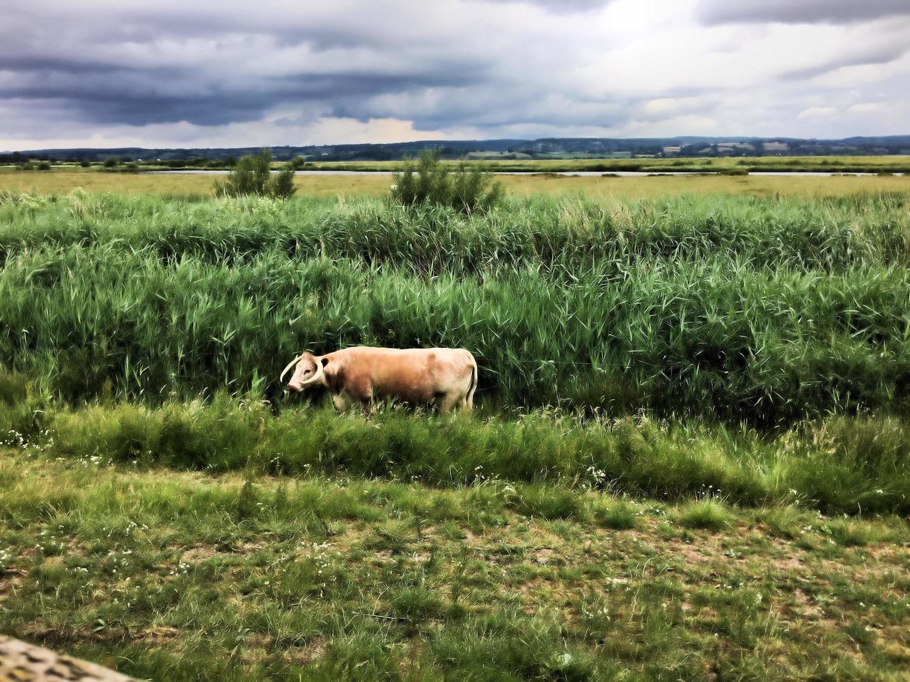 una vista de una vaca en un campo cerca de slimbridge en gloucestershire foto