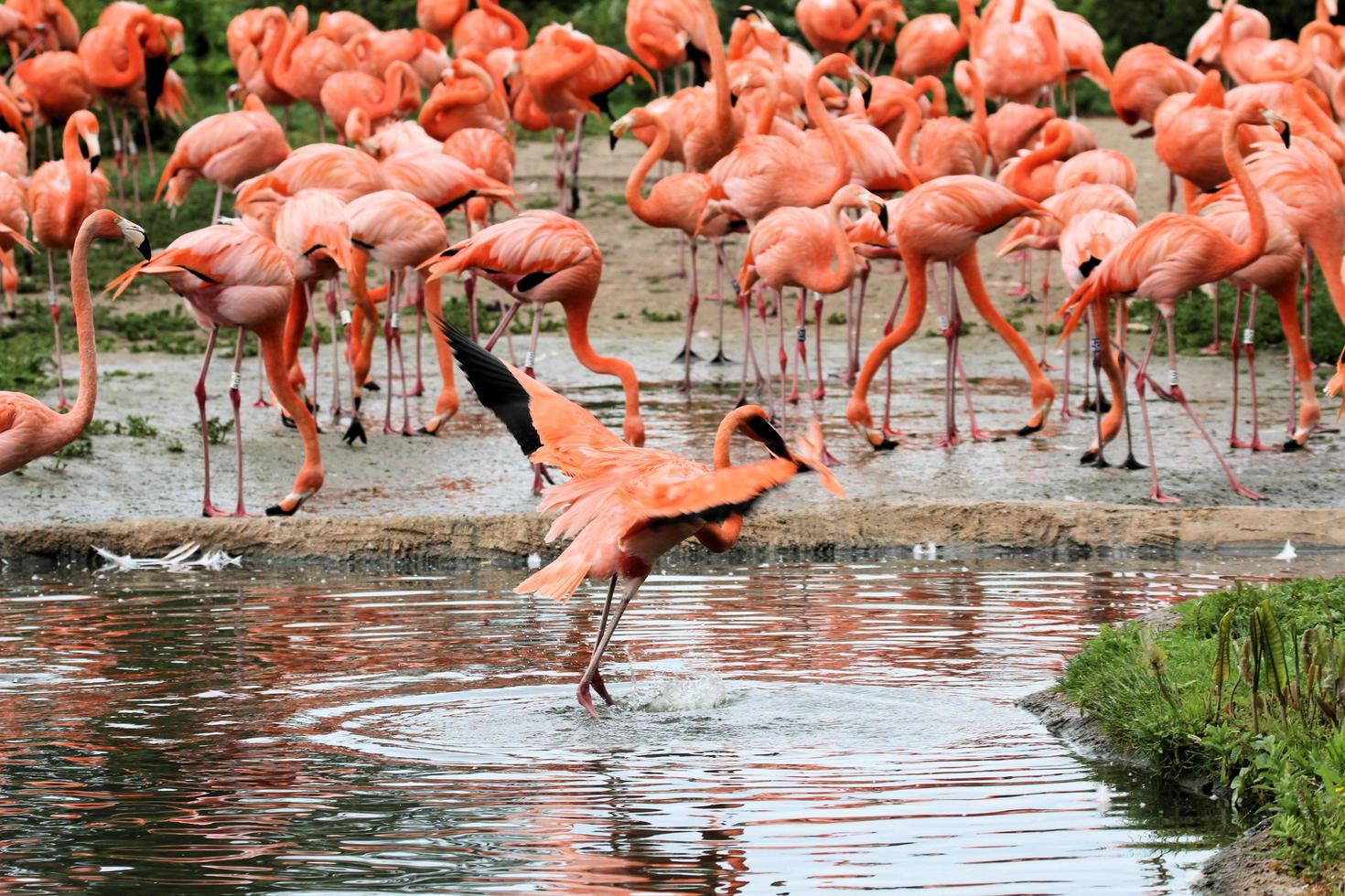 A view of a Flamingo at Slimbridge Nature Reserve photo