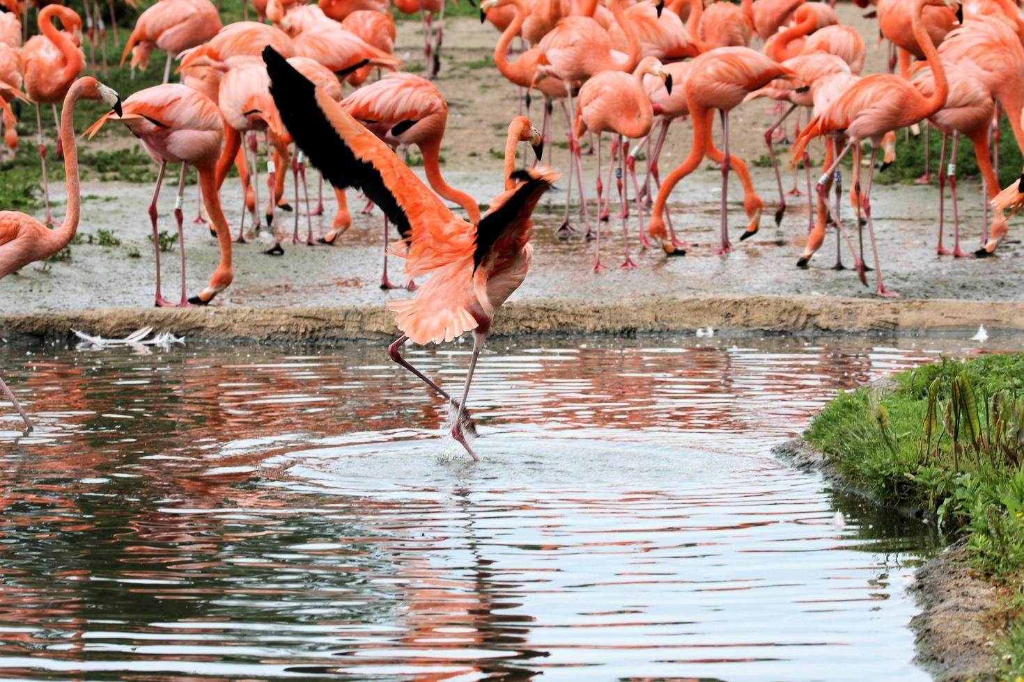 A view of a Flamingo at Slimbridge Nature Reserve photo