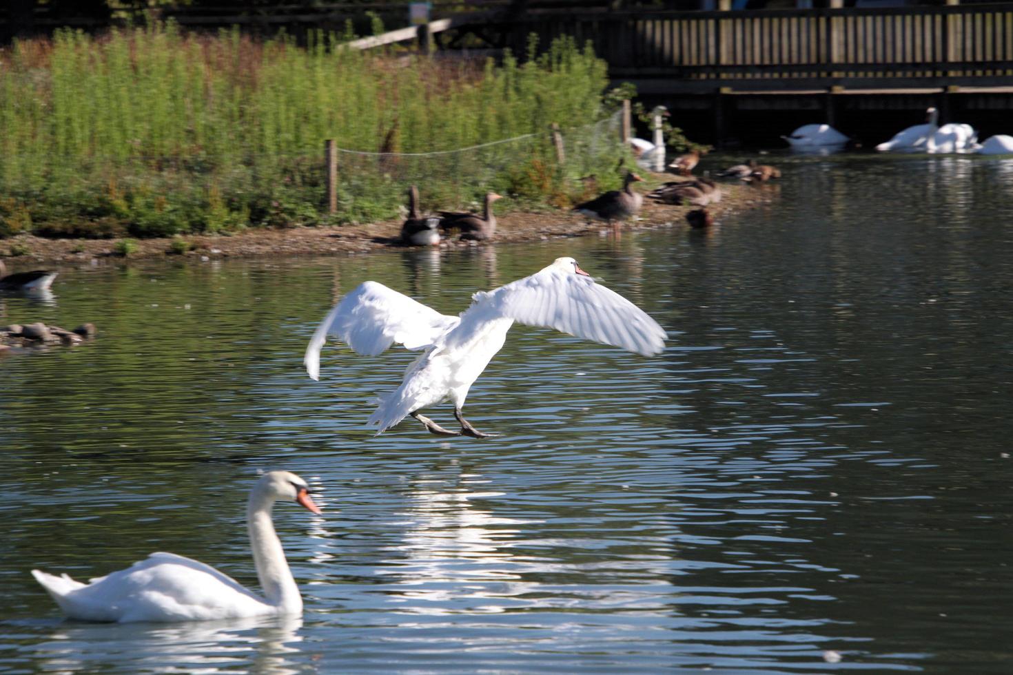 A view of a Mute Swan photo