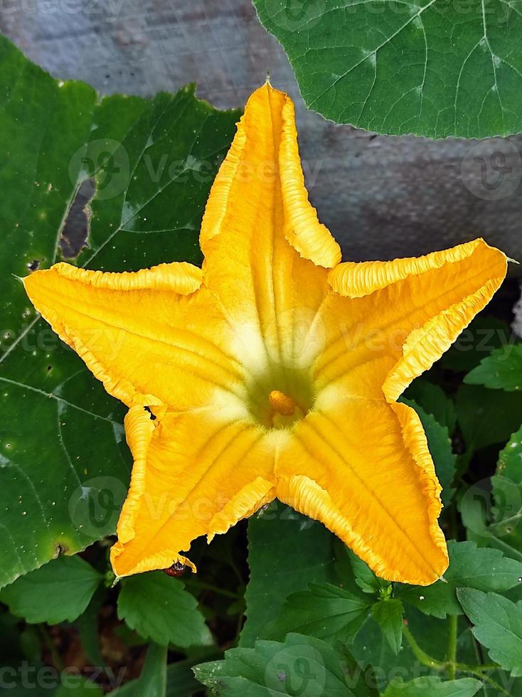 Cucurbita Maxima pumpkin flowers are yellow with insects around the edges photo