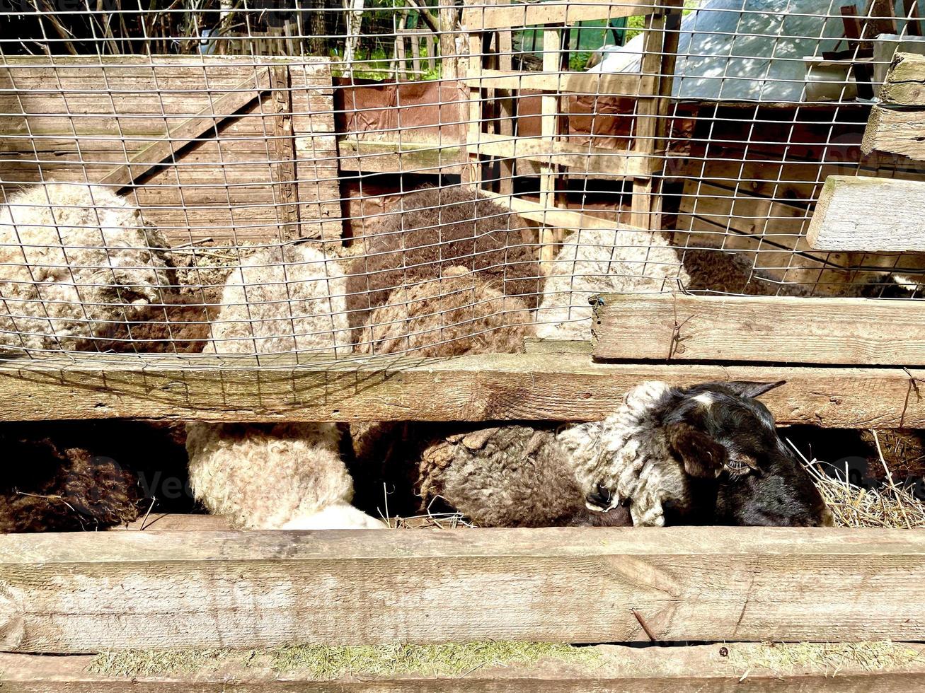 Sheep on the farm in the corral eat photo