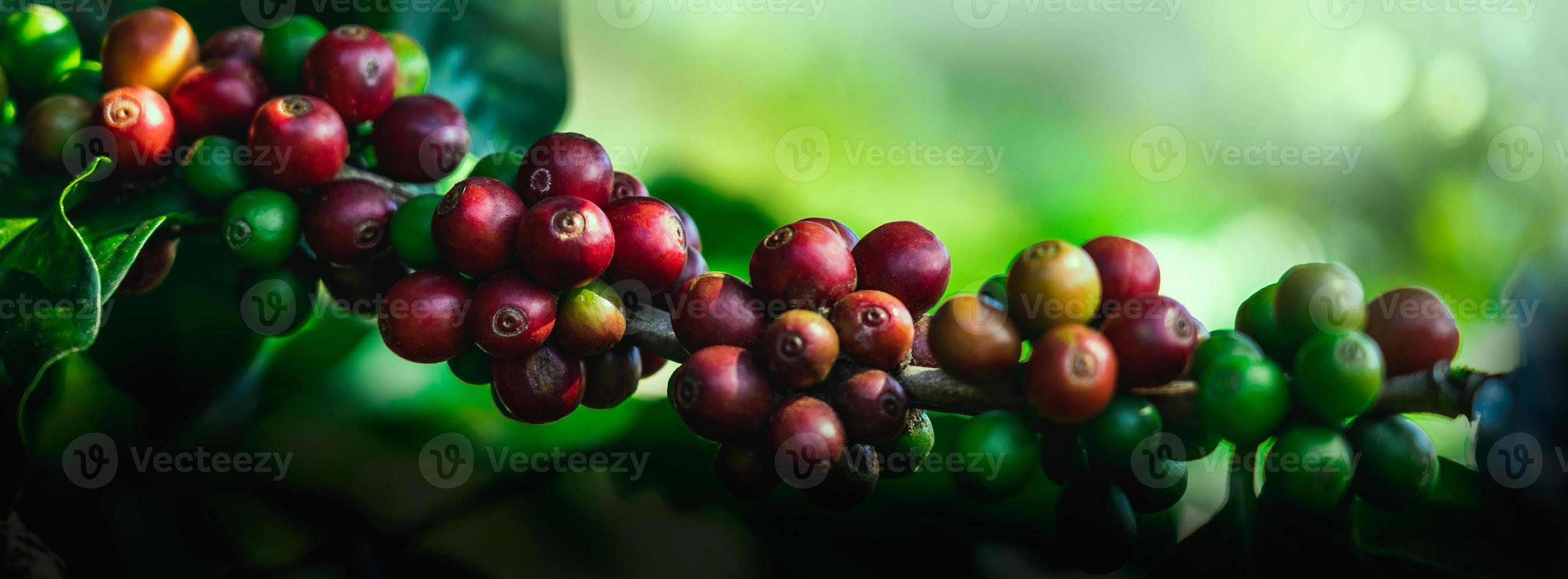 Coffee beans on tree at the mountain in farm northern Thailand. photo