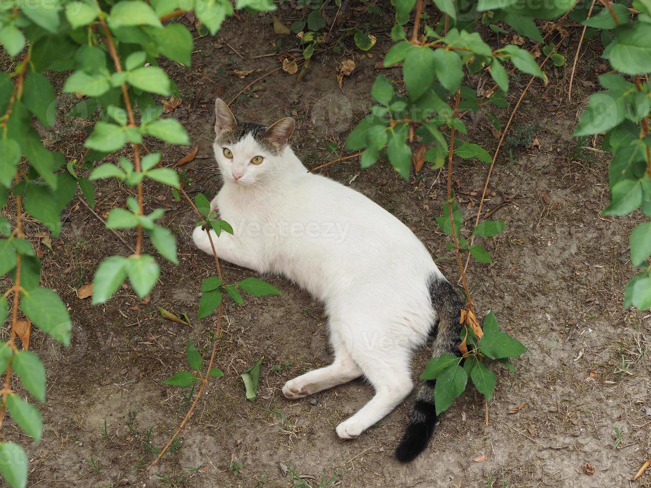gato atigrado blanco foto