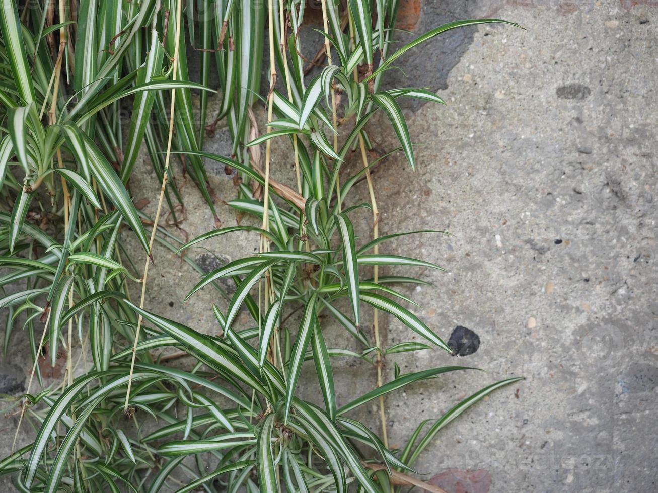 científico de la planta de la planta araña. nombre chlorophytum comosum foto