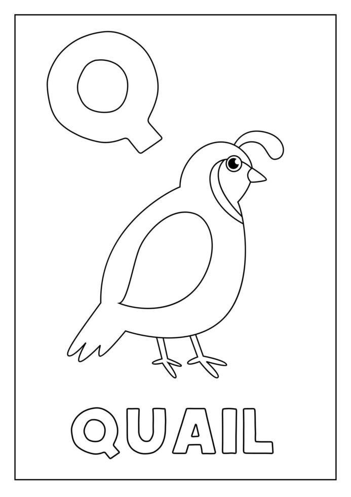 Learning English alphabet for kids. Letter Q. Cute quail. vector