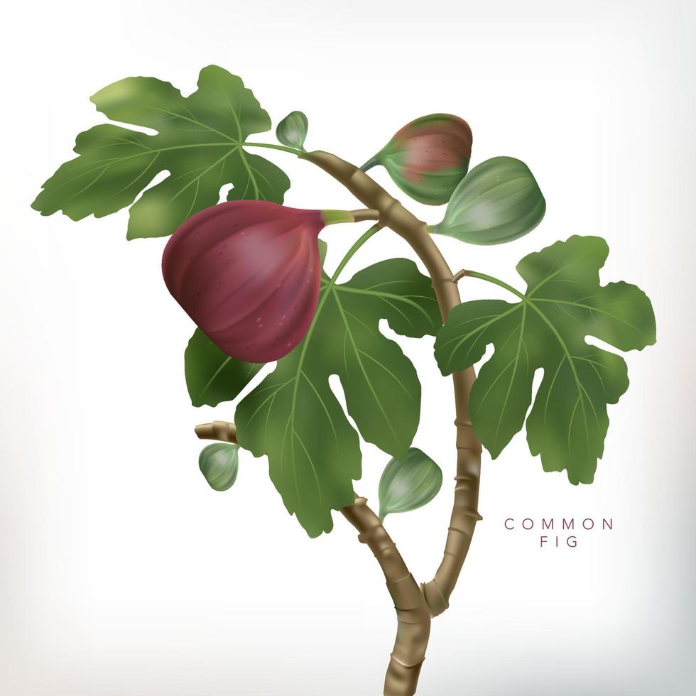 Vector 3D illustration Common Fig Tree Illustration in White Background