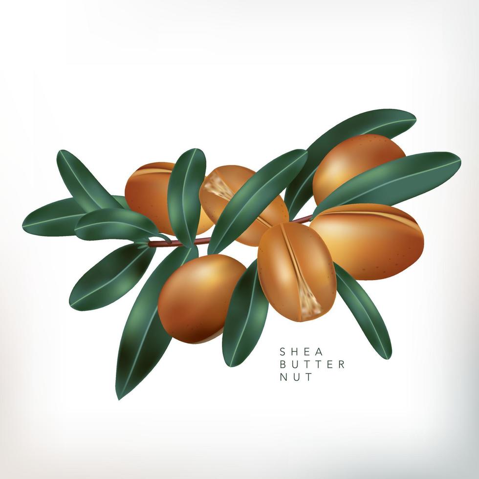 Vector Shea Butter Nuts with Leaves Illustration in White Background