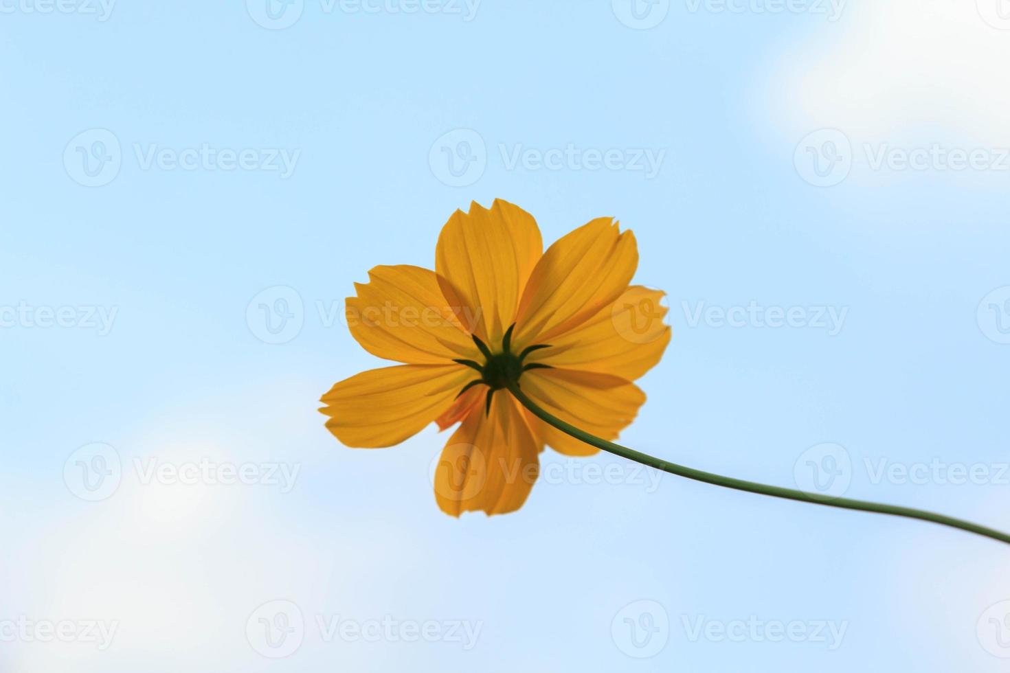 Naturally beautiful yellow cosmos or starburst flowers blooming in the sun on a very hot day. creative nature against the blue sky background photo