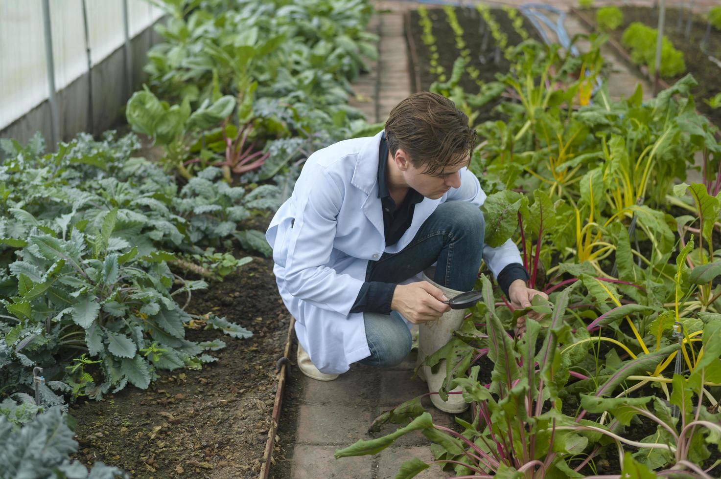 A scientist man is analyzing organic vegetables plants in greenhouse , concept of agricultural technology photo