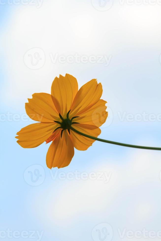 Naturally beautiful yellow cosmos or starburst flowers blooming in the sun on a very hot day. creative nature against the blue sky background photo