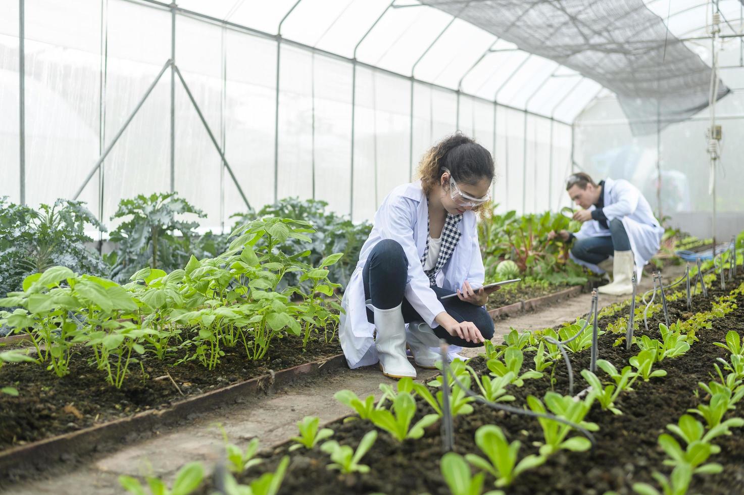 Scientis are analyzing organic vegetables plants in greenhouse , concept of agricultural technology photo