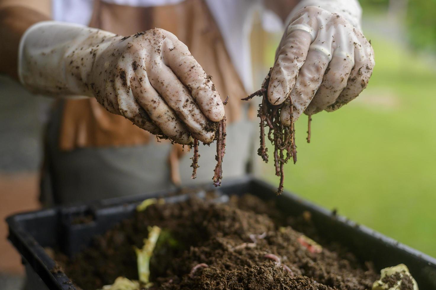male hand holding soil and earthworms , conservation agriculture concept photo