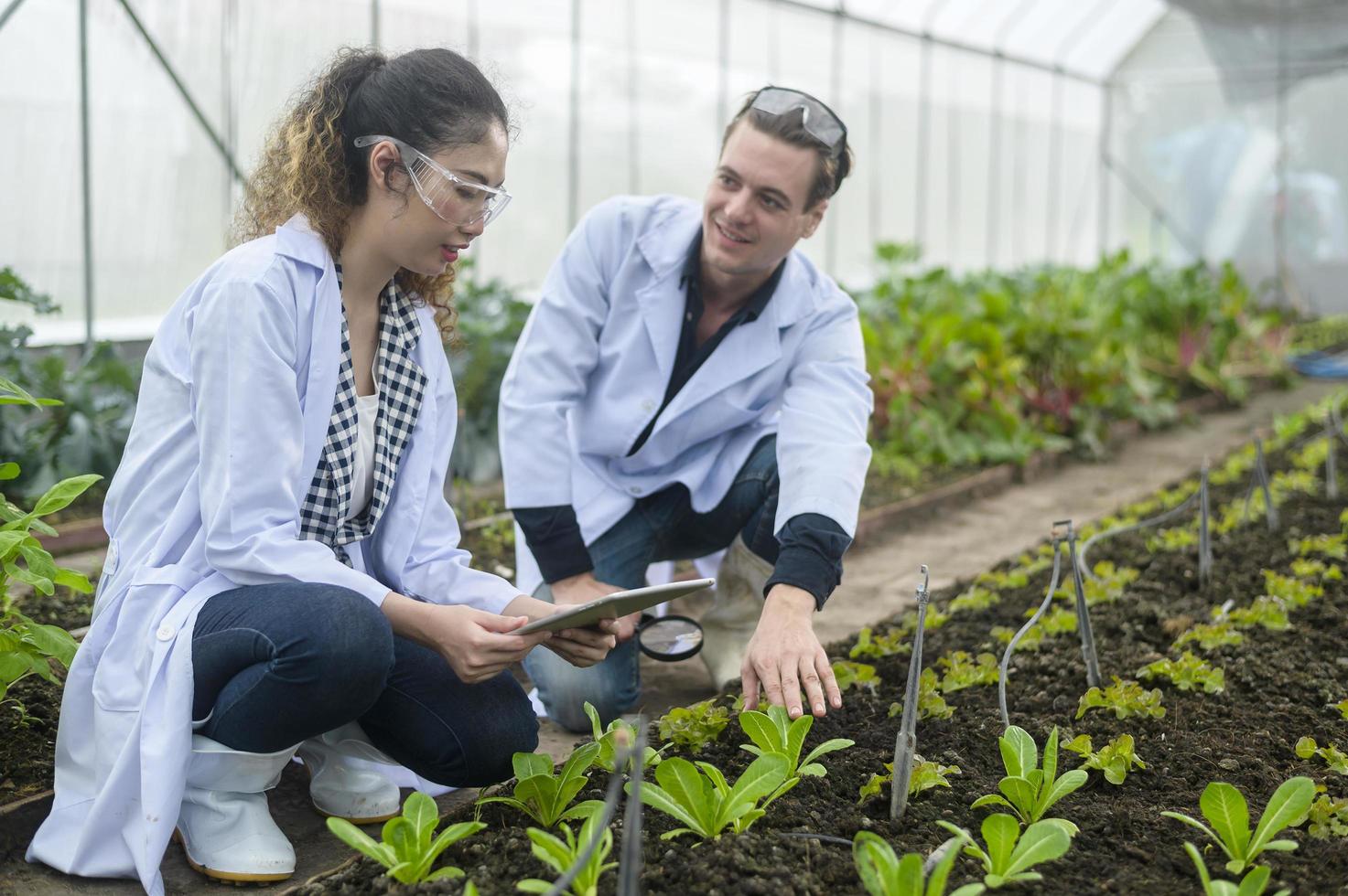 Scientis are analyzing organic vegetables plants in greenhouse , concept of agricultural technology photo