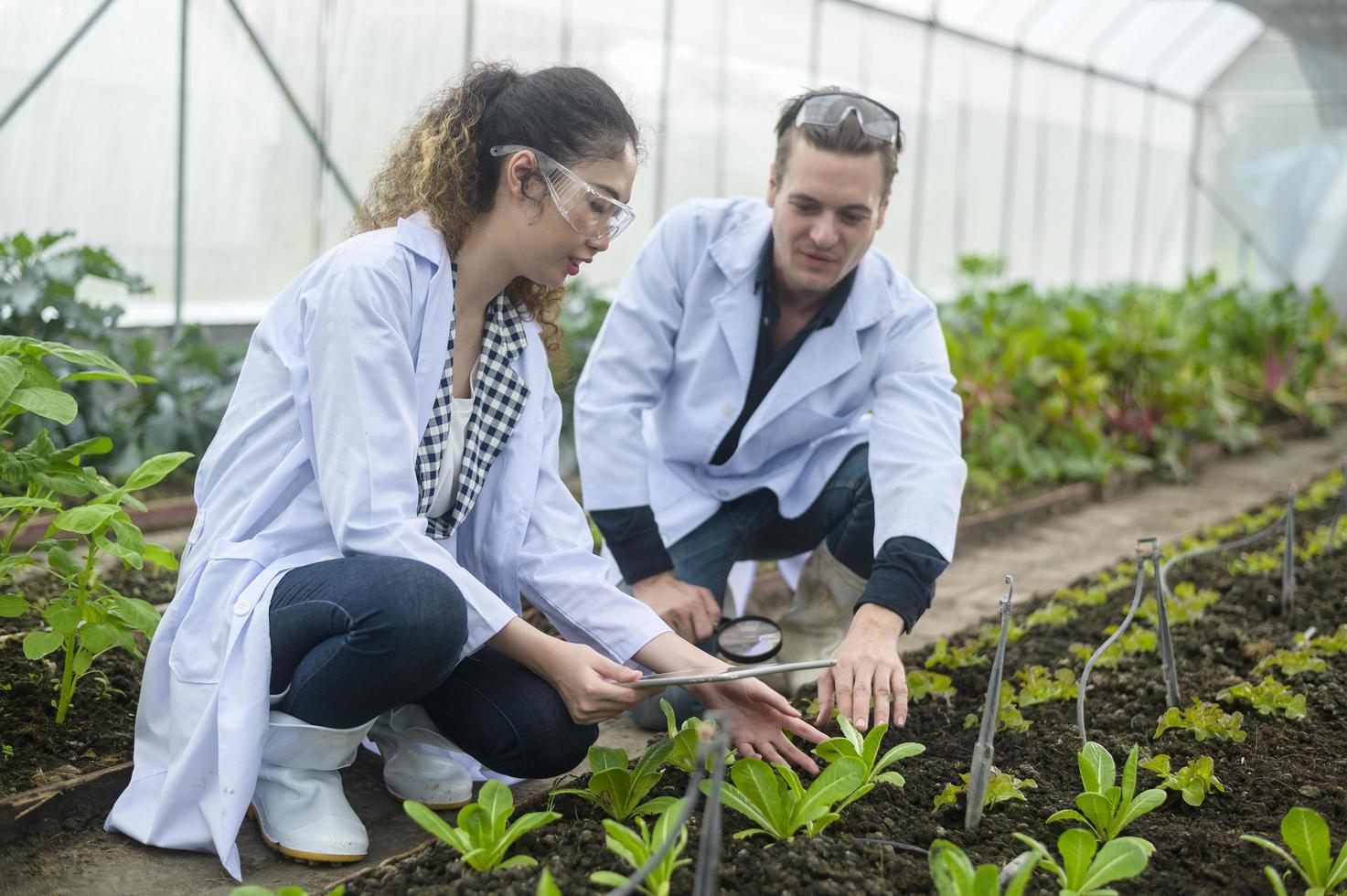 Los científicos están analizando plantas vegetales orgánicas en invernadero, concepto de tecnología agrícola foto