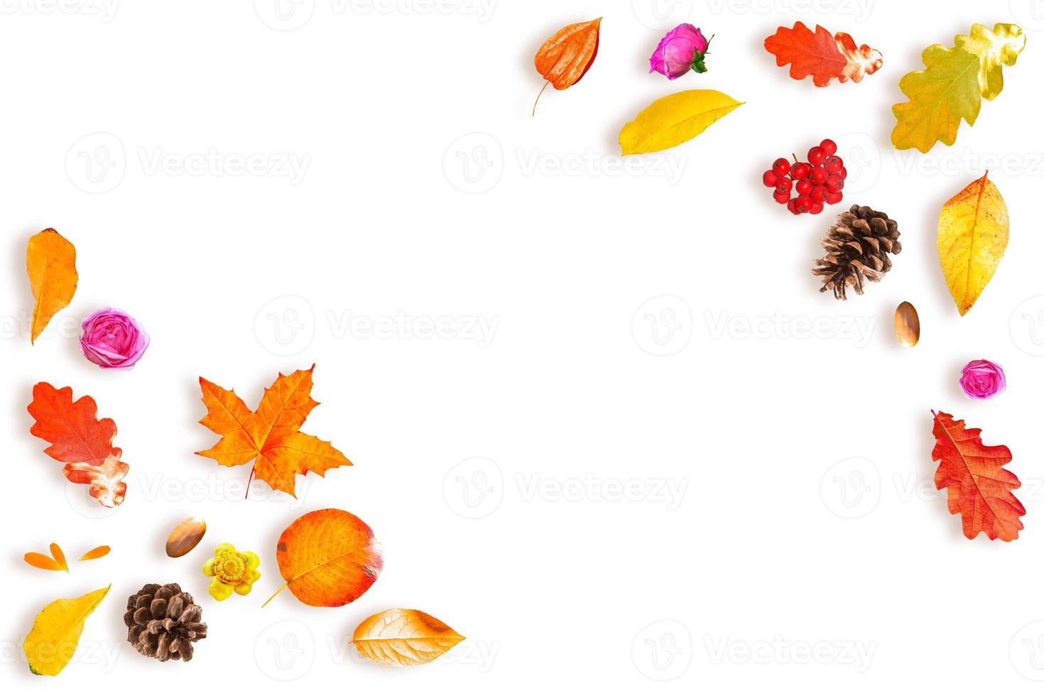 Bright colorful autumn leaves, flowers, berries photo