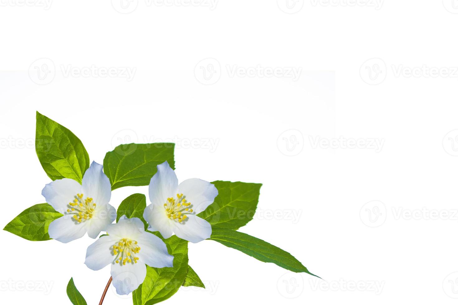 branch of jasmine flowers isolated on white background. photo