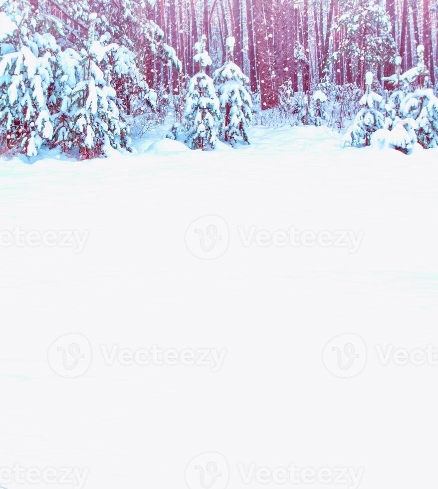 Frozen winter forest with snow covered trees. photo