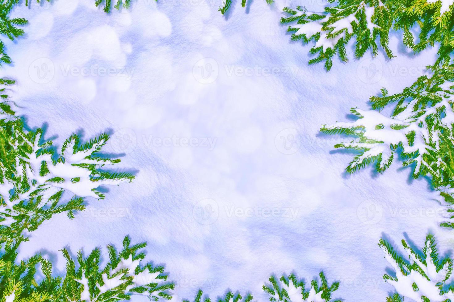 The branches of the snow covered tree Christmas tree photo