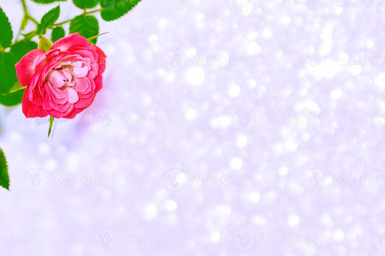 Bright colorful flower rose photo