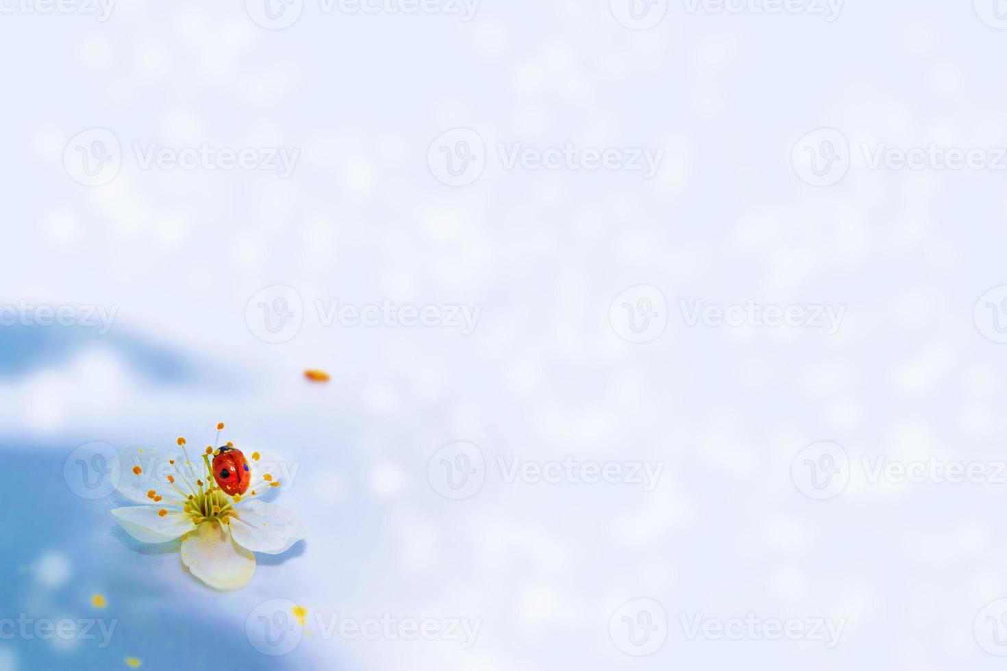 Blossoming branch cherry. nature photo