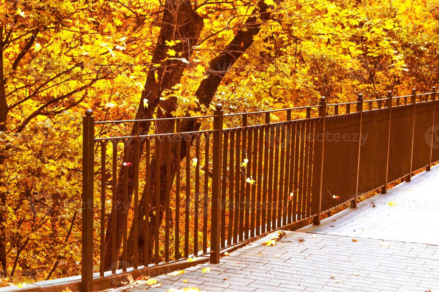 paisaje de otoño árboles con hojas de colores brillantes foto
