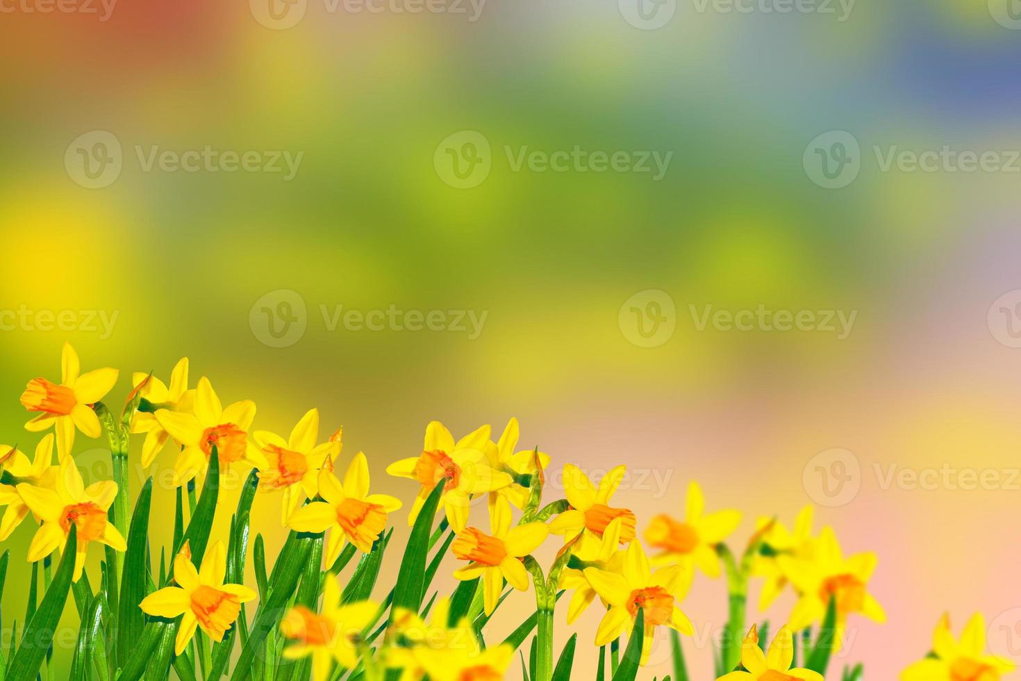 Spring flowers of daffodils. photo