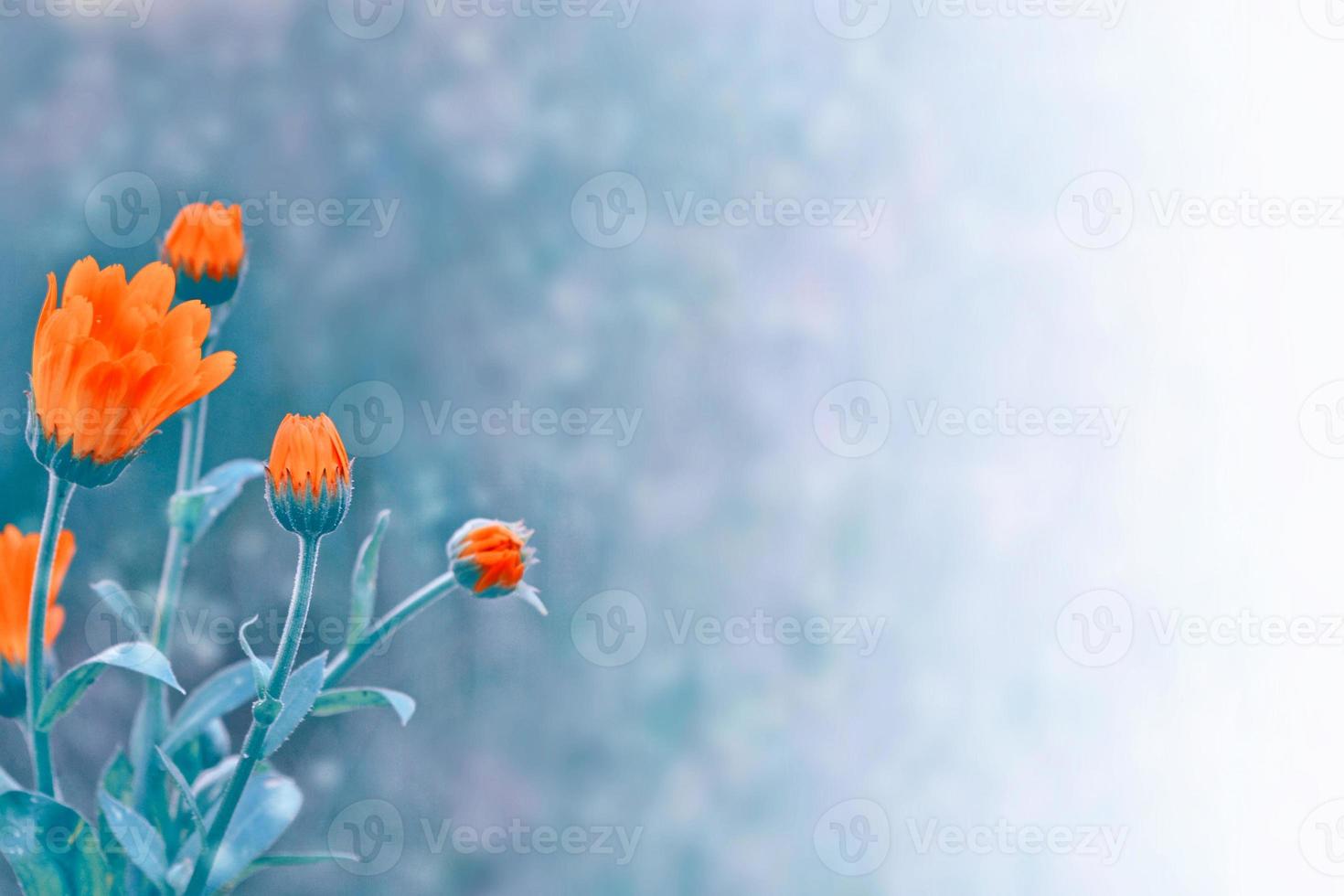 Colorful bright flowers marigold against the background of the summer landscape. photo