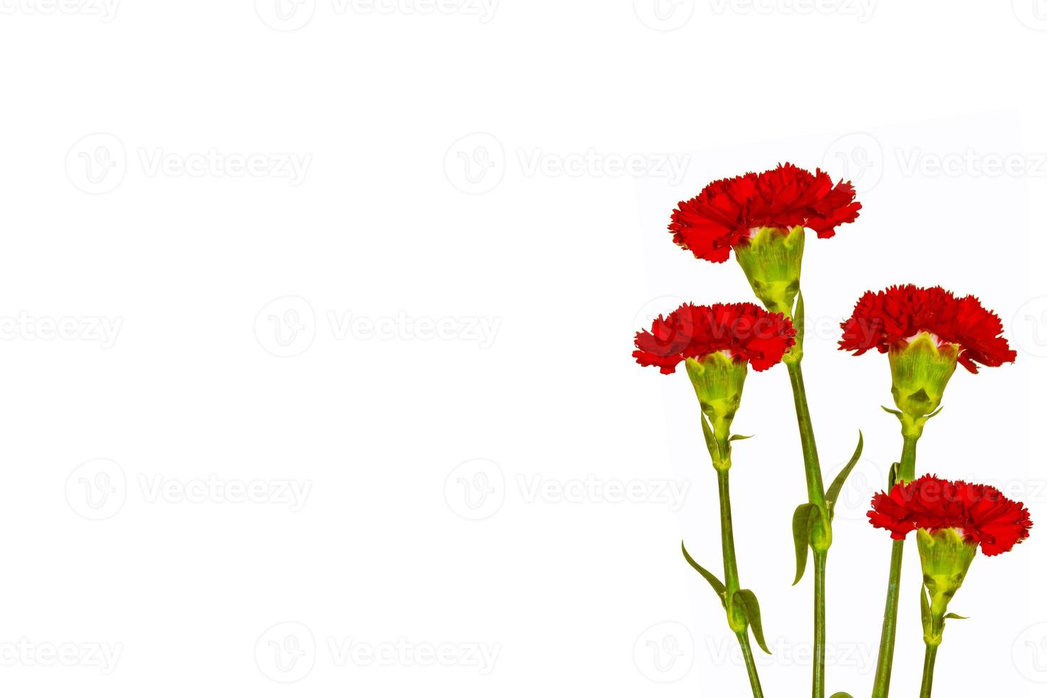 branch carnation flowers isolated on white background photo