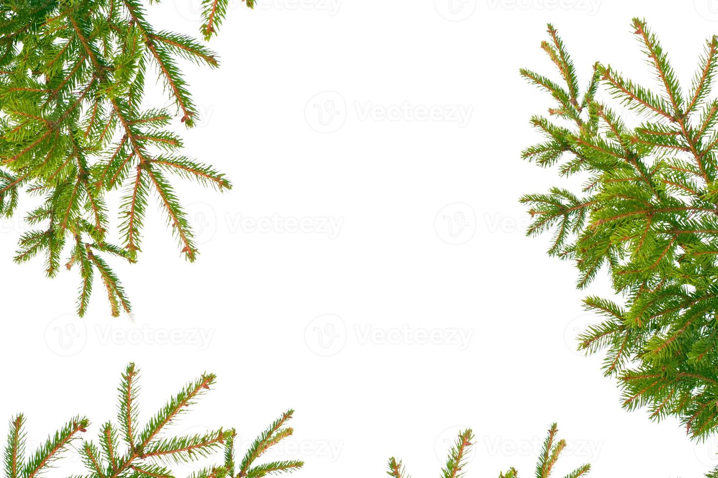 Frozen winter forest with snow covered trees. photo