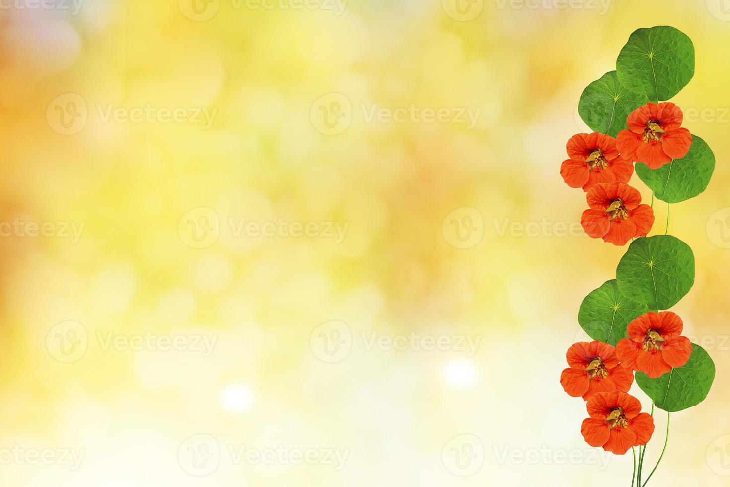 nasturtium flowers. Summer landscape photo