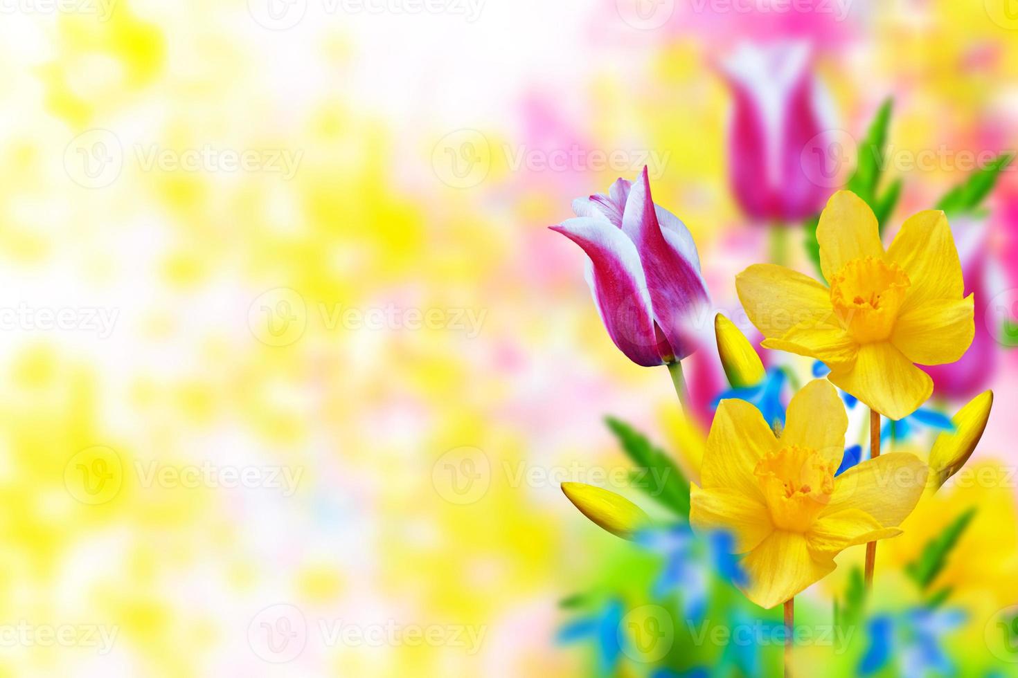 Spring flowers tulips and daffodils photo