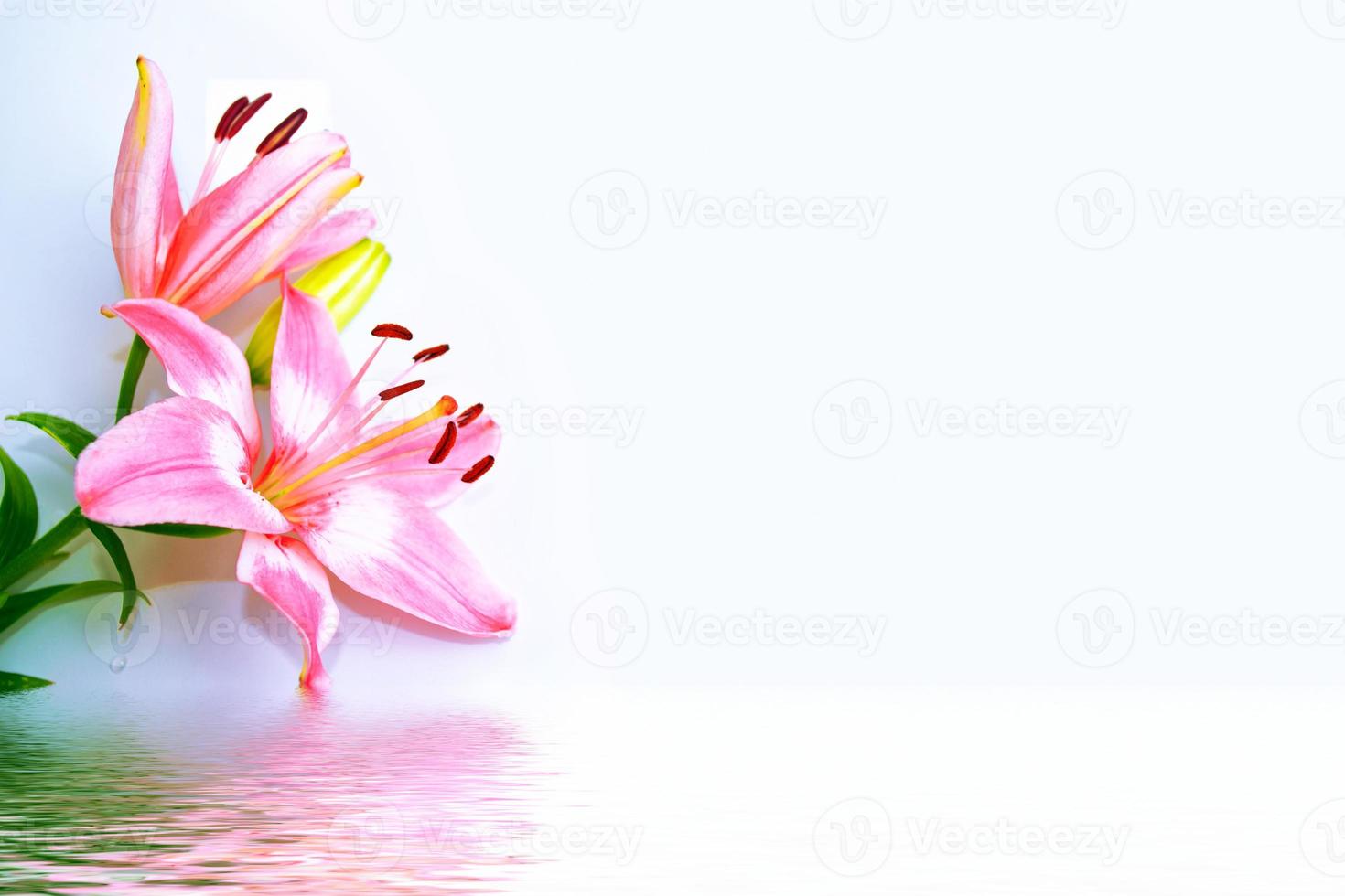 Colorful beautiful flowers lily on the background of the summer landscape. photo