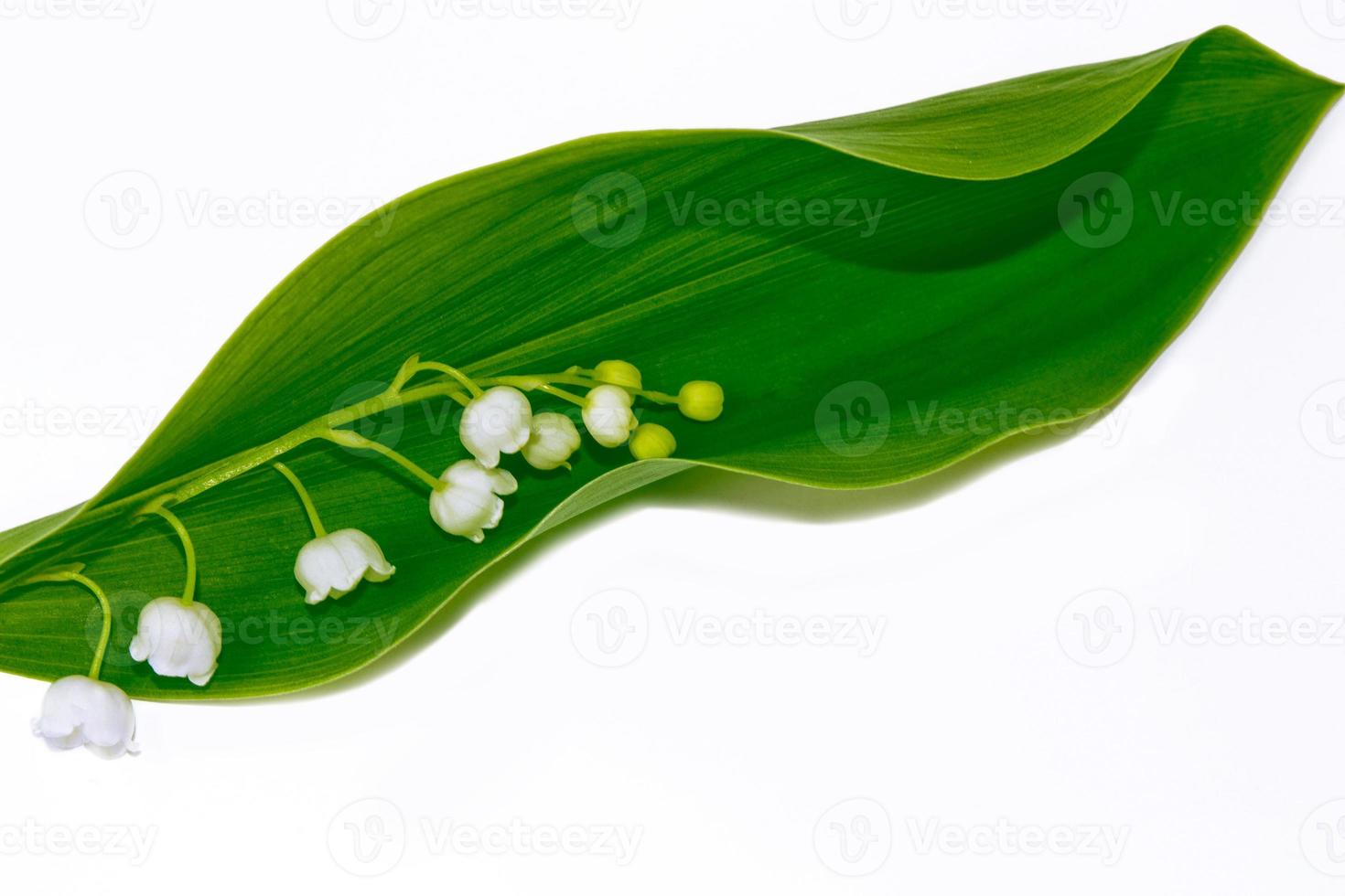Lily of the valley flower on white background photo