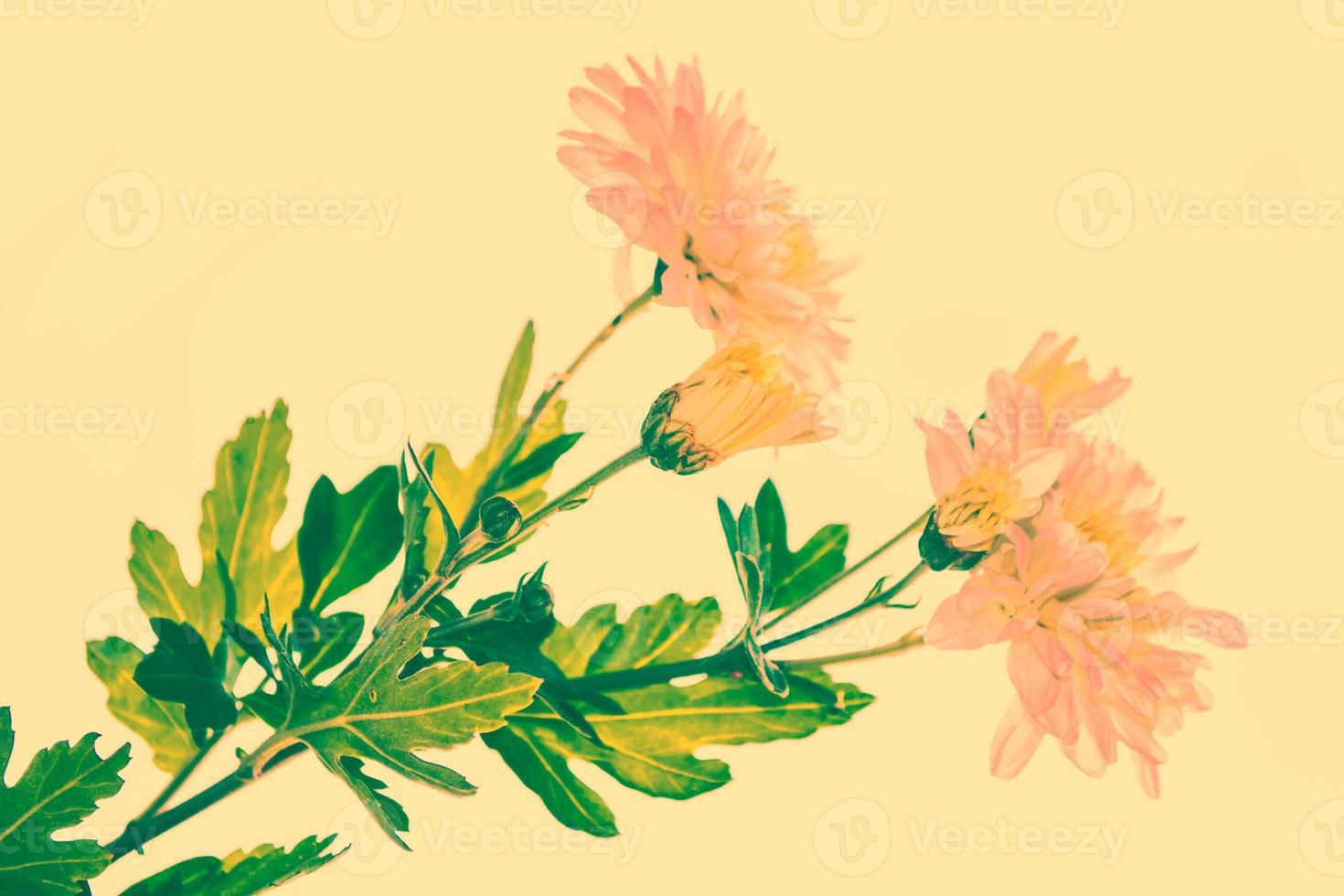 Colorful chrysanthemum flowers on a background of the autumn landscape photo