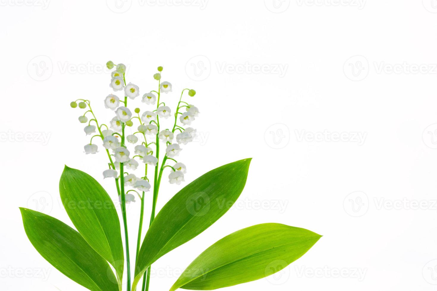 Lily of the valley flower on white background photo