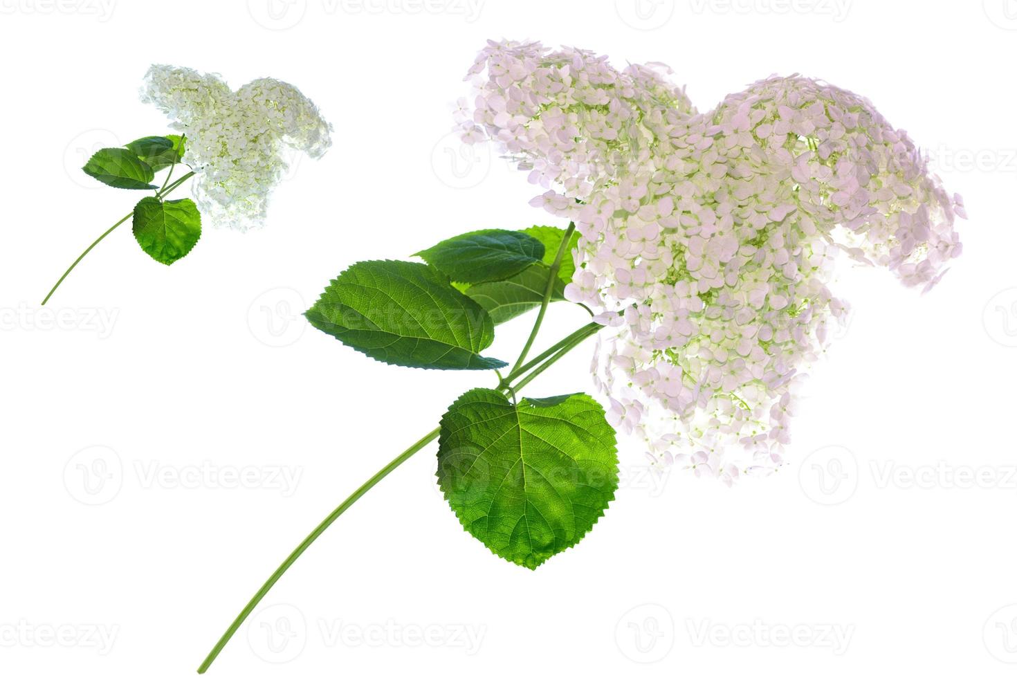 Colorful hydrangea flowers. photo