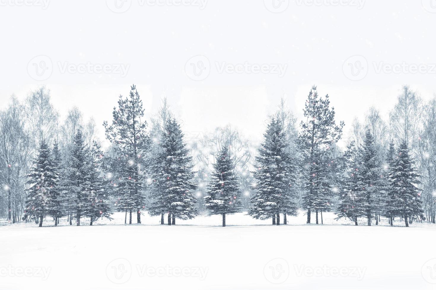 Frozen winter forest with snow covered trees. photo