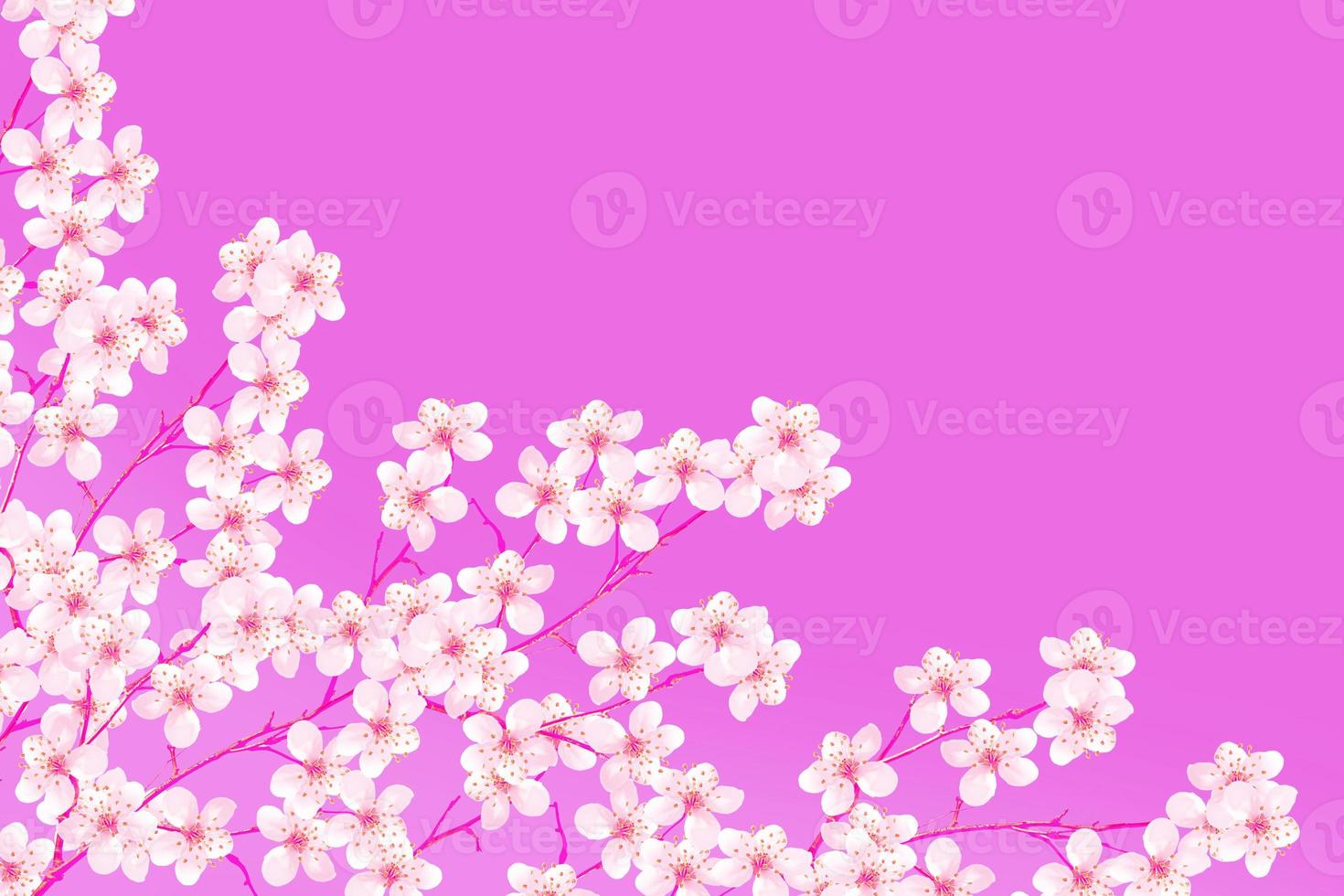 Flowering cherry. Spring flowering garden. photo