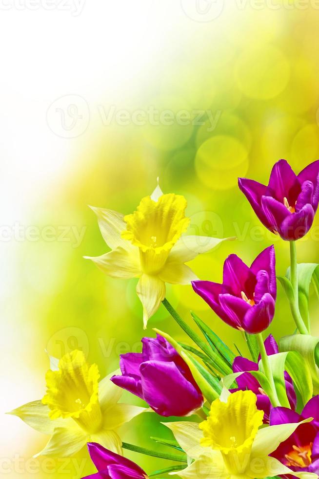 Bright and colorful spring flowers daffodils and tulips photo